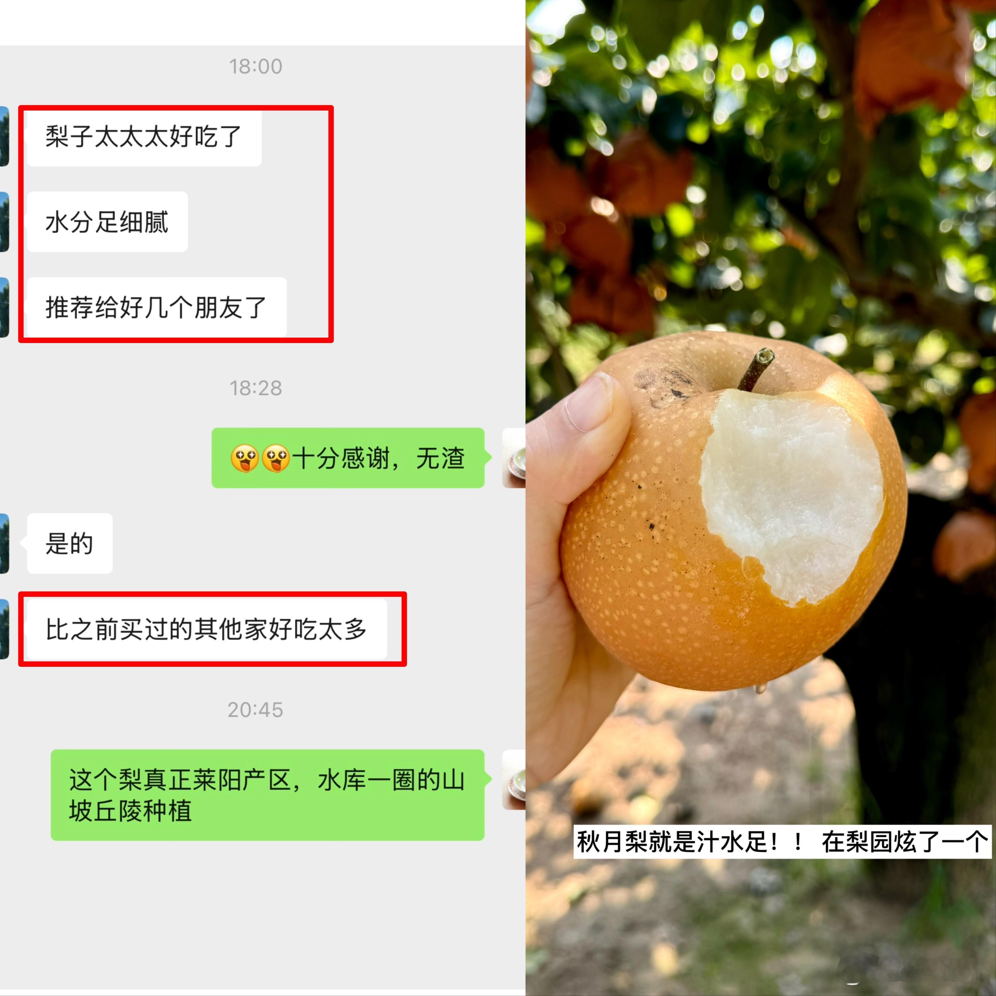 今早吃山东特产：吃梨、吃大虾[收到] ​​​