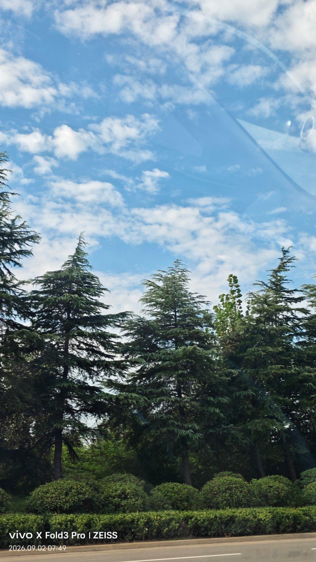 9月的老巷墙根下生着几丛淡粉的野荞麦花，细碎的小花攒成蓬松的花簇，深绿的叶片带着浅浅的菱角边，晨露顺着花茎慢慢滑向青石板缝，掏出vivo对焦花下停驻的小长角蜂，连蜂腹的细毛纹理和晨露的虹彩反光都拍得透亮，老巷的清润秋意顺着画面漫了出来。#vivo[超话]# ​