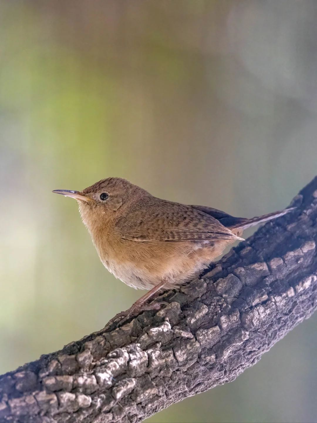 看到了一只不一样的鹪鹩