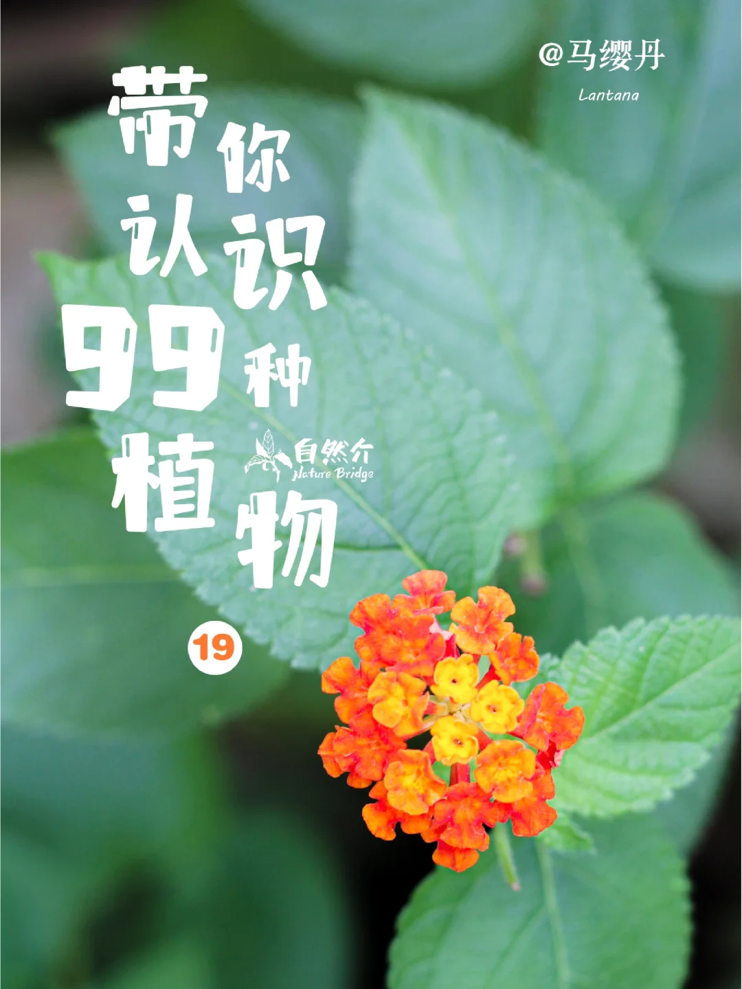 带孩子认识99种植物