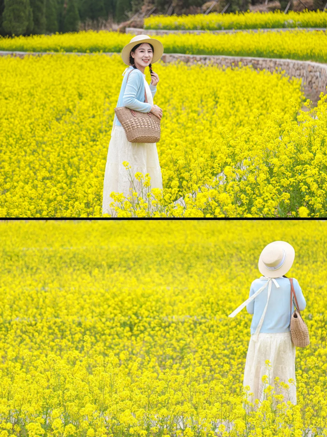 青岛反向赏花🌼承包了整片油菜花海