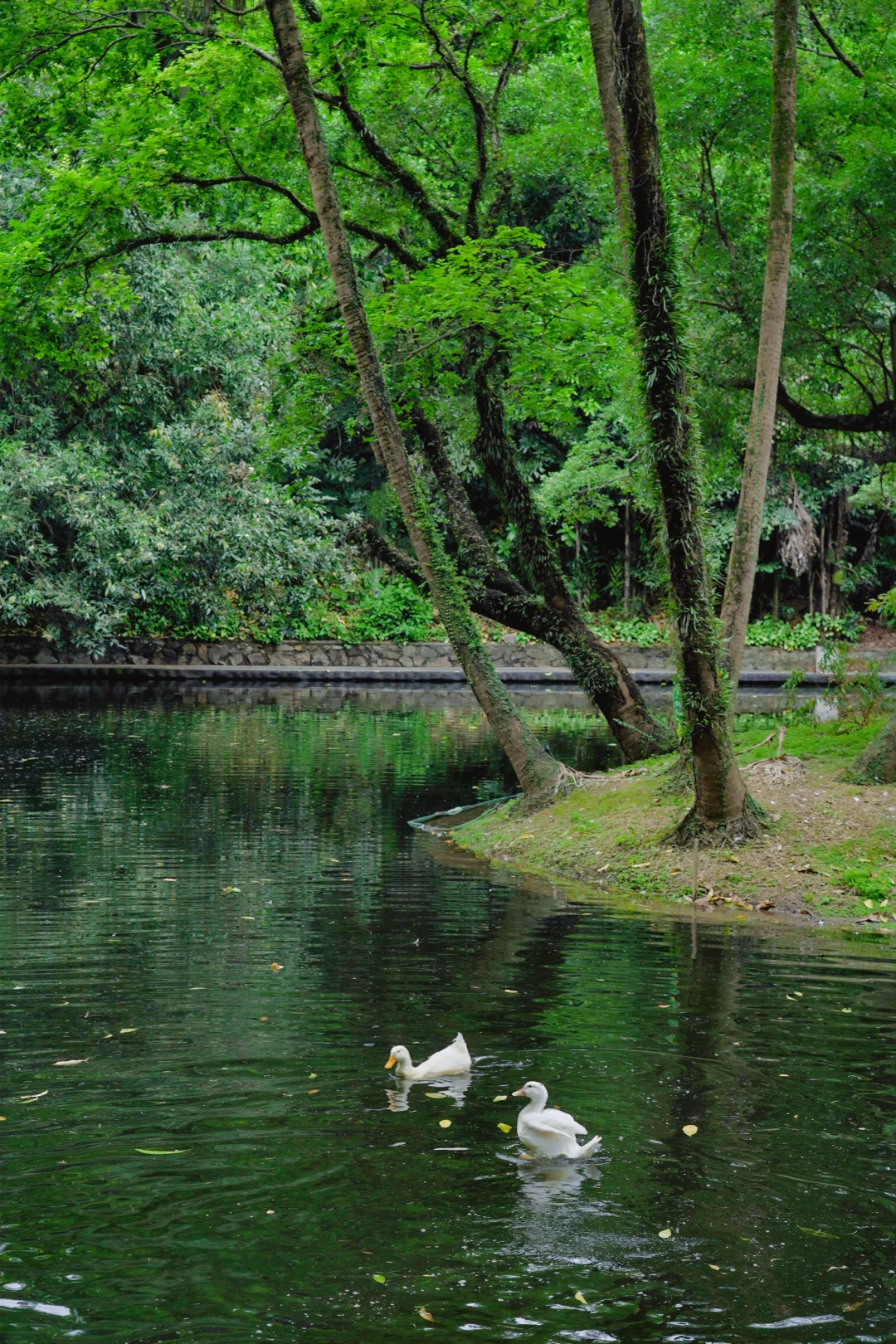 阴雨天也浪漫☂️广州⑧个巨大绿色能量场