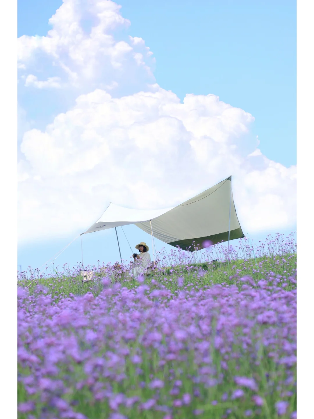 武汉1H宝藏秘境/开满马鞭草的湖边草原❗️