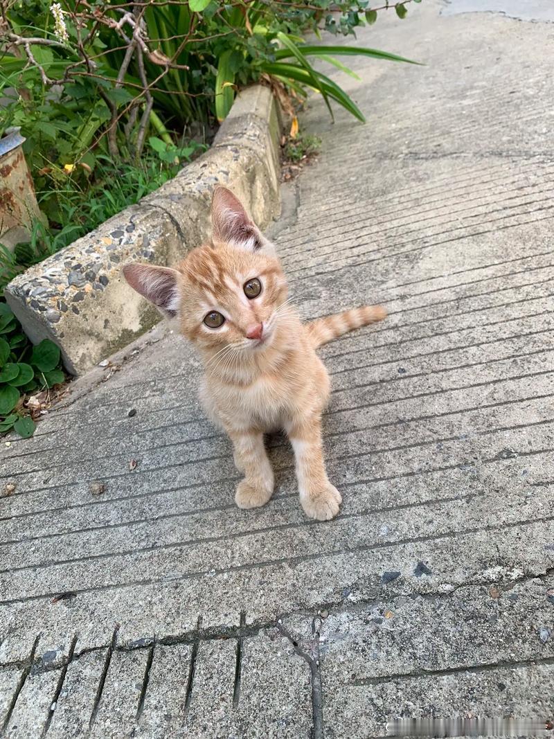 #梦中情猫# 看到流浪猫在纸箱里睡觉，悄悄放了根火腿肠。第二天它还在那里，看到我喵喵叫。流浪动物最需要的就是一份温饱。#救助流浪动物# ​