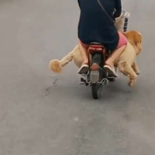 又更新表情包啦