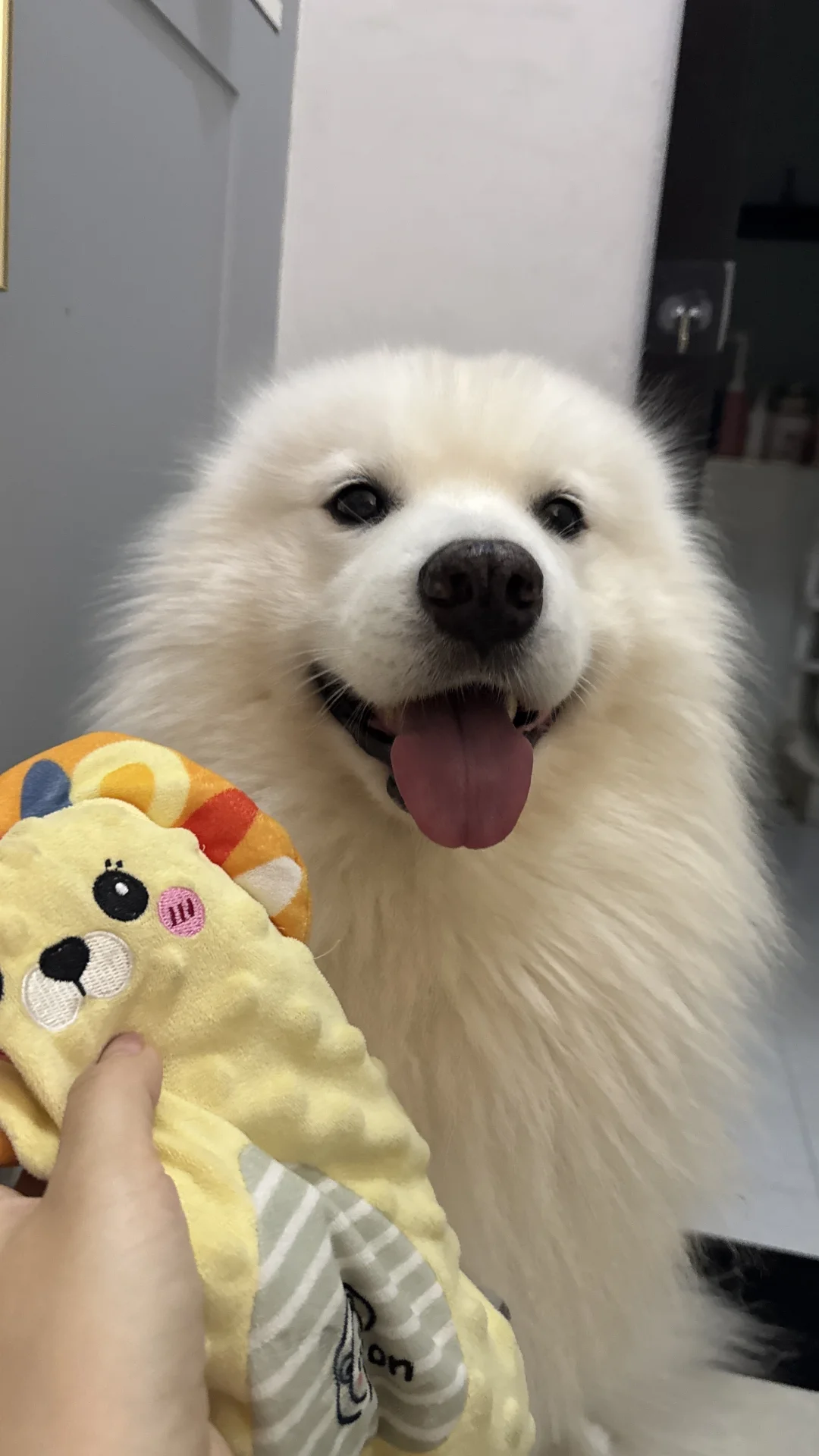 干坏事了还这么开心
