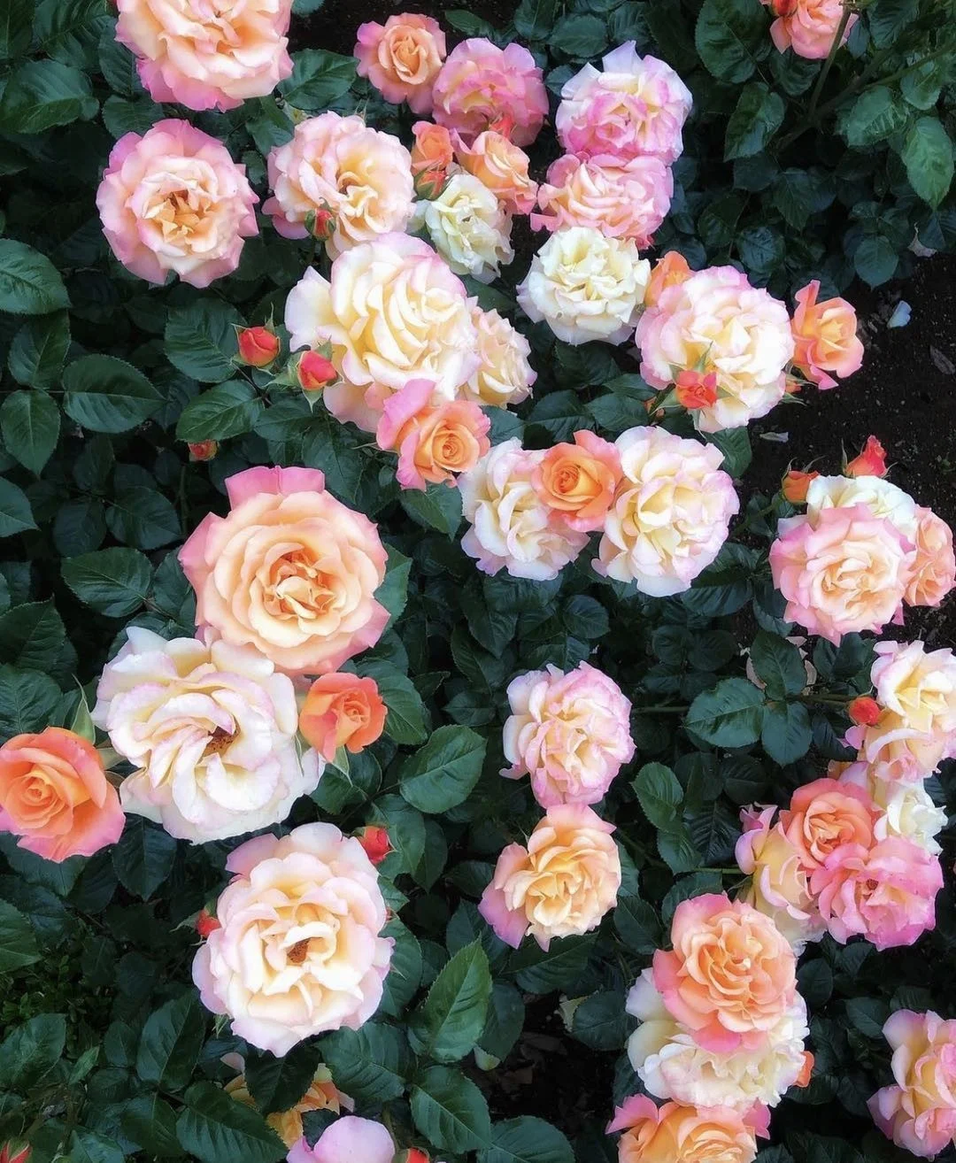 日本埼玉县丨170种3000株玫瑰都在这里啦！