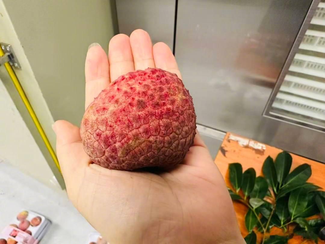 【 据了解，仙桃荔又名早巨荔一号，是国内首个自主杂交培育的早熟特大果荔...
