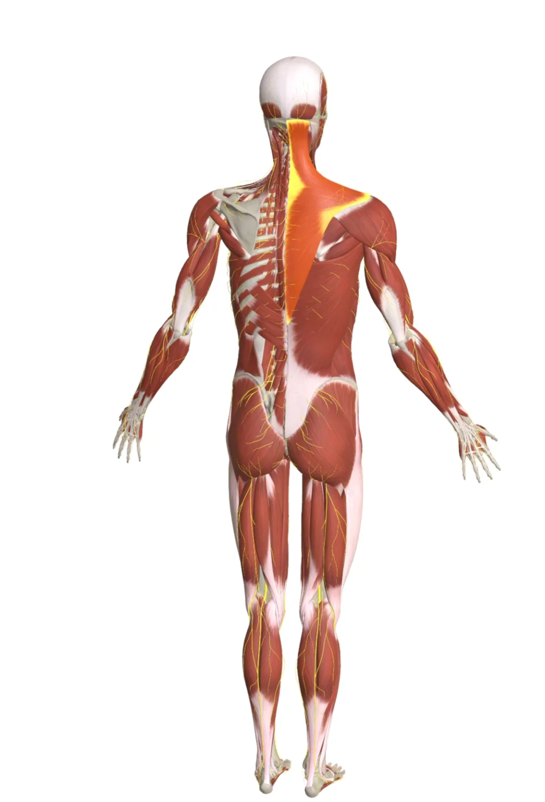 做一个测试，深深地吸气，再慢慢吐出，多重复几次。你看看你在吸气时，身体的多少部位