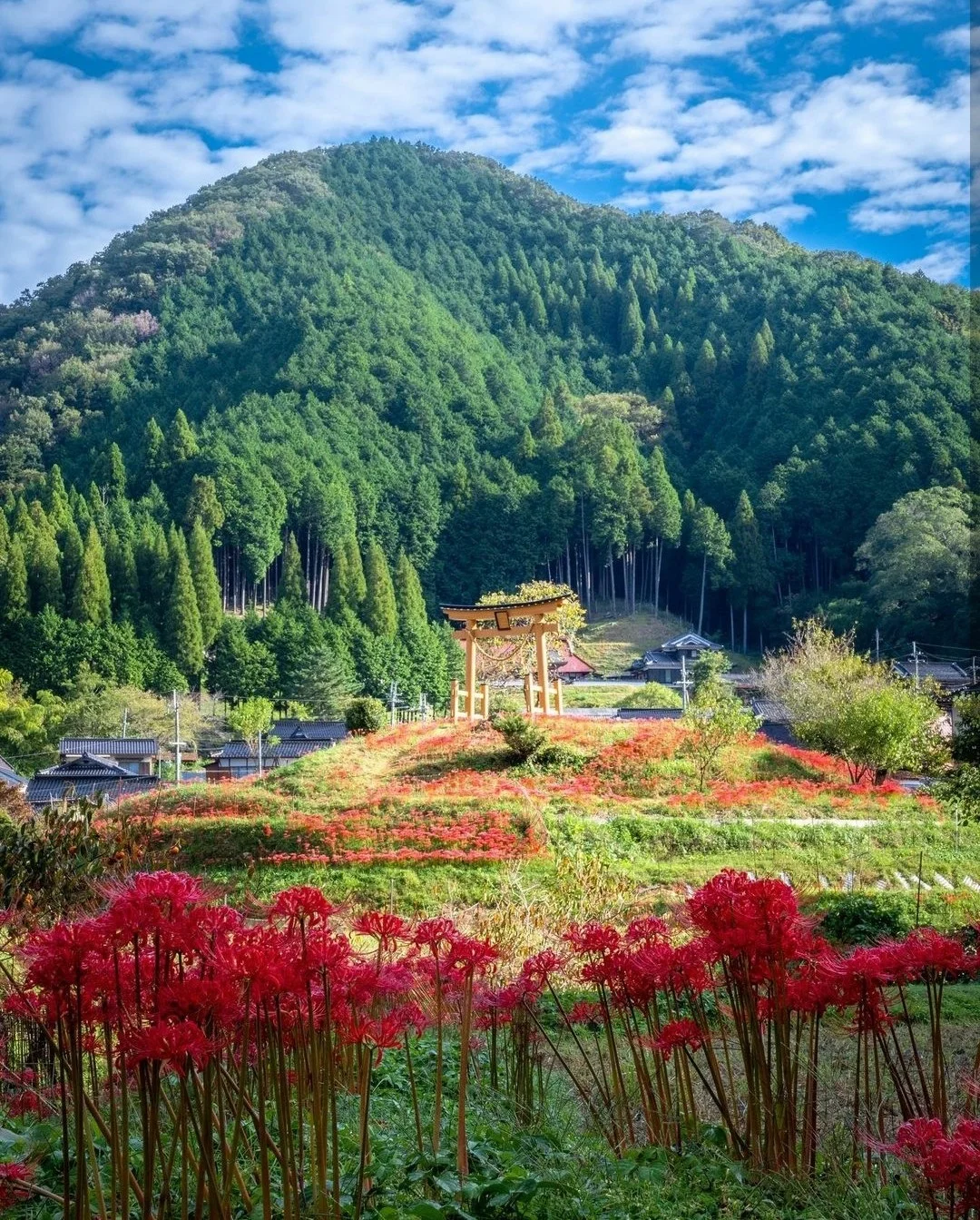 日本兵库县|这是什么童话美景神仙滤镜！