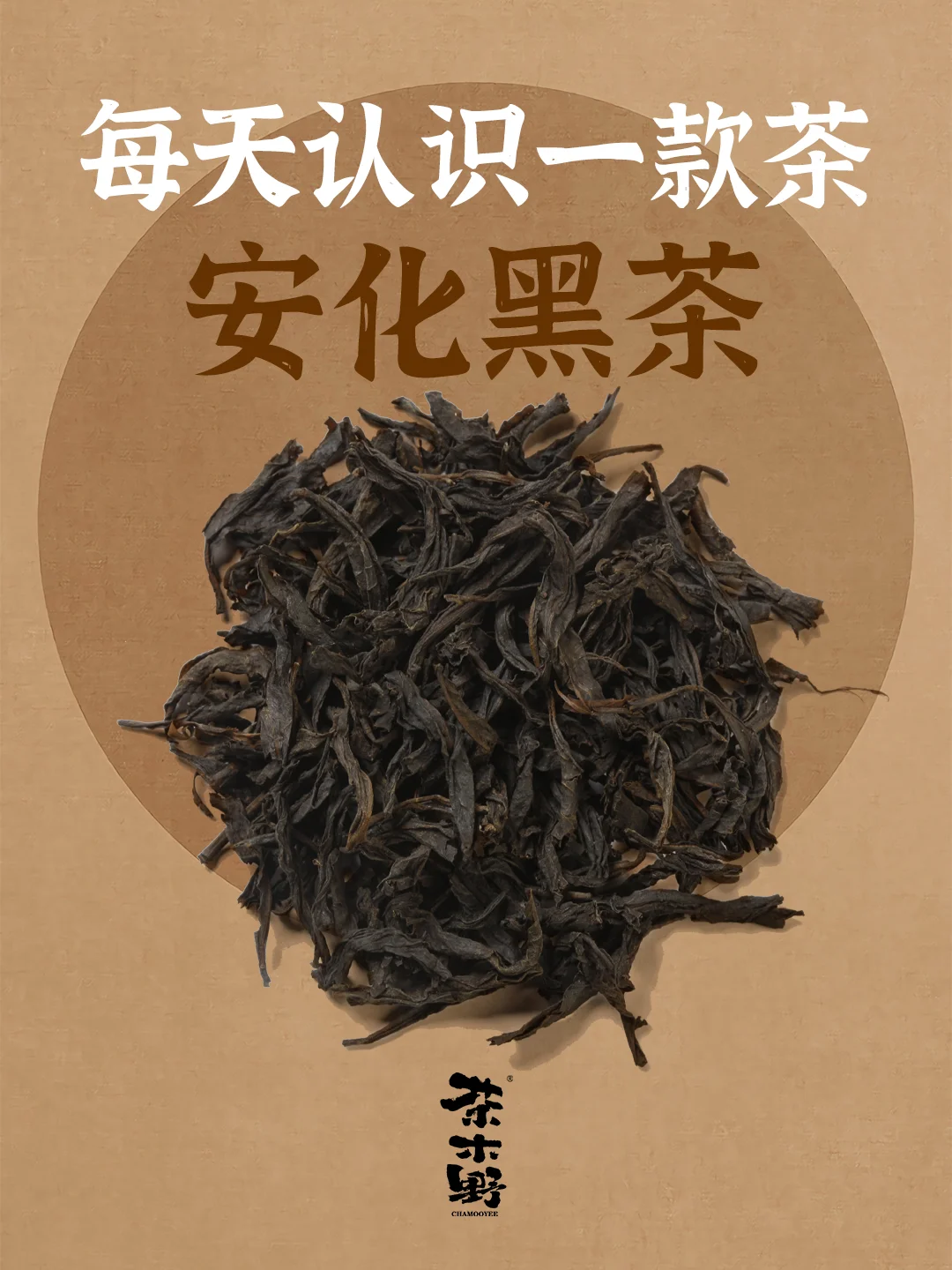 知识分享丨一文了解安化黑茶