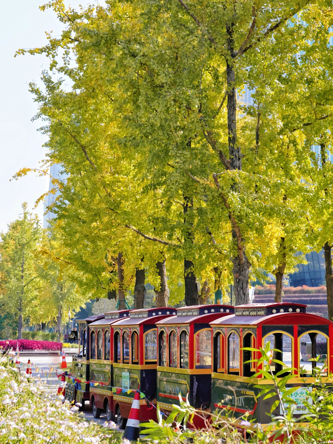 11.21实拍！钱江世纪公园银杏黄了❗️🍂