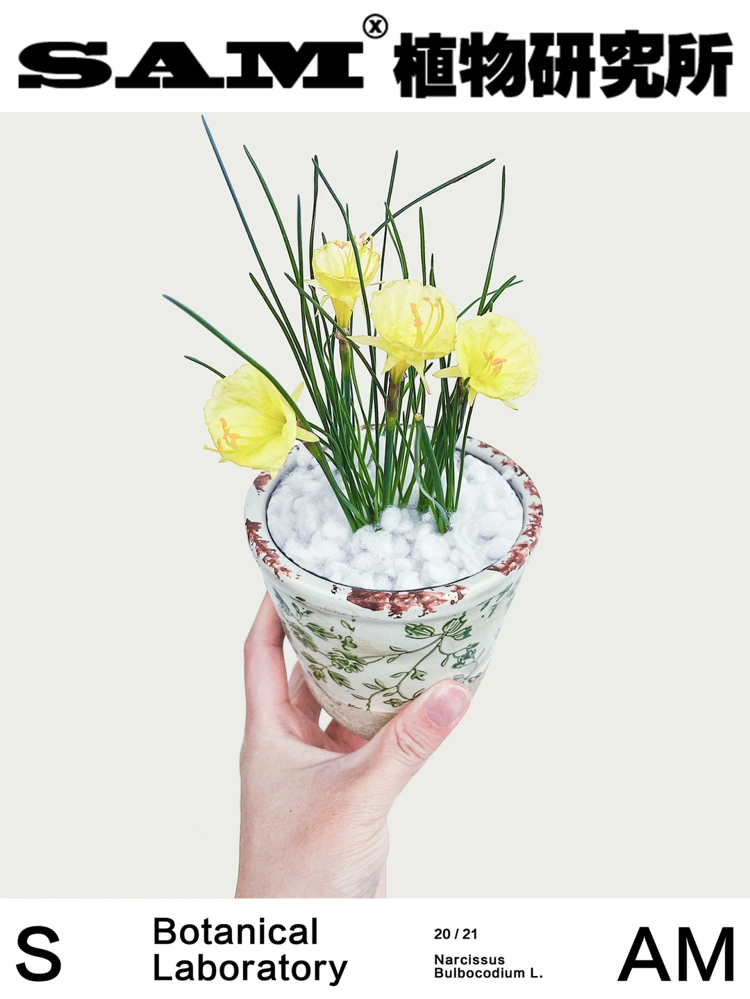 围裙水仙｜Narcissus bulbocodium L.