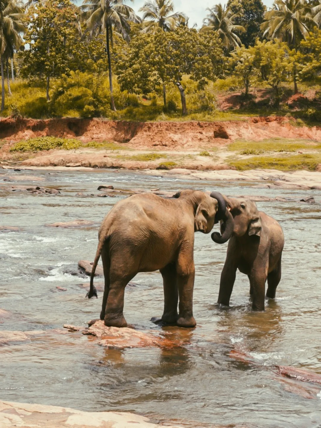 大象🐘孤儿院·每天都要营业洗N次澡