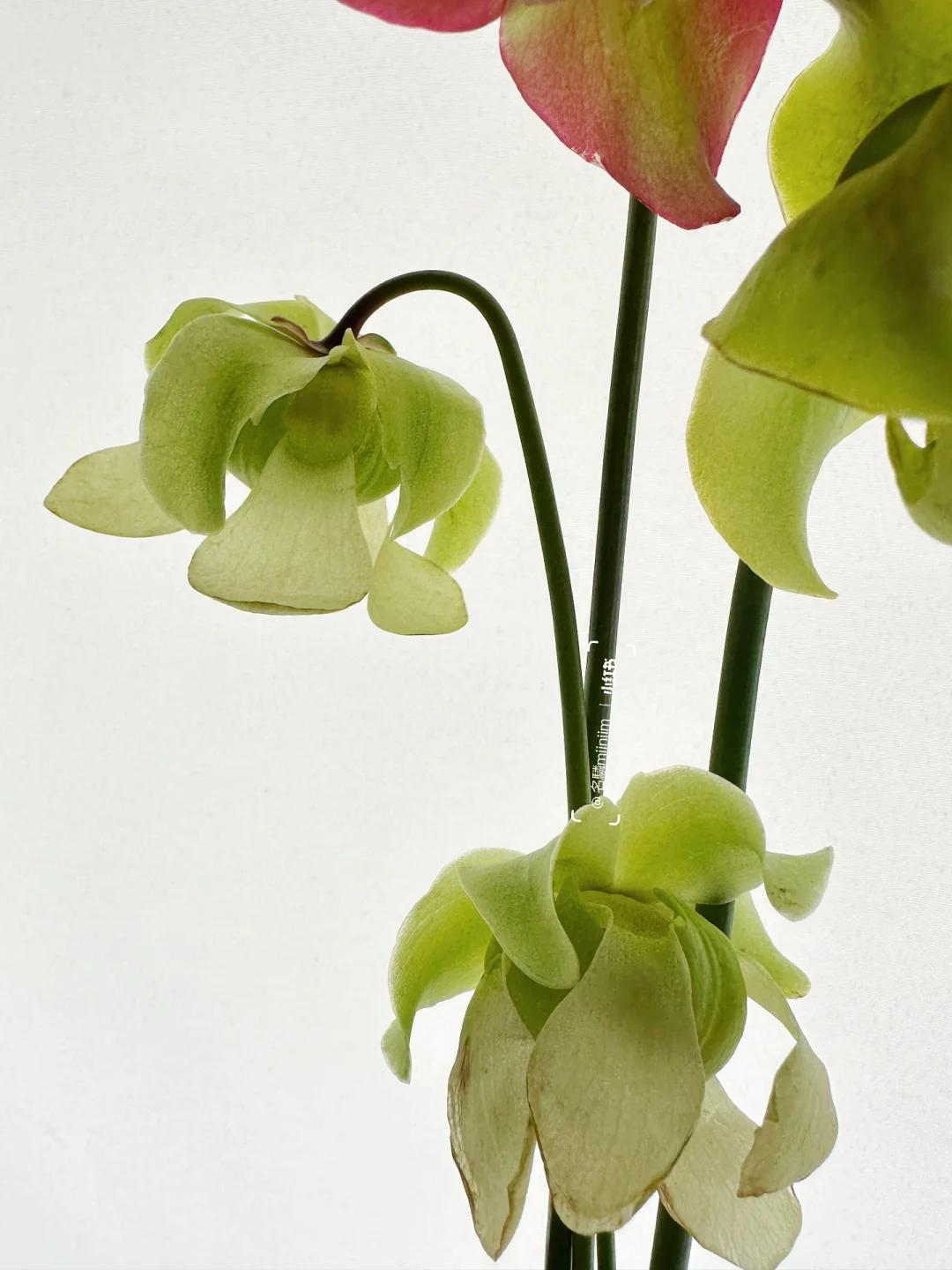 稀有花材｜“瓶子草•花”🍄五角星形的神奇植物