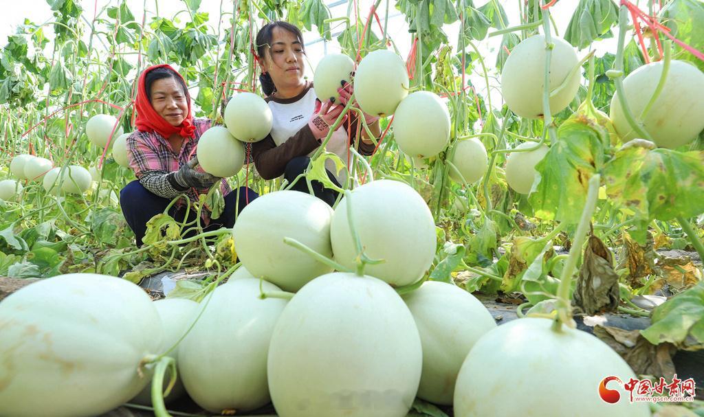 张掖高台2300吨蜜瓜热销北上广【高台：“双节”临近 2300吨蜜瓜热销北上广】中秋、国庆“双节”临近，张掖市高台县南华镇成号村蜜瓜订单纷至沓来。农民专业合作社的瓜农们忙碌有序地采摘、分拣、贴标、套袋、装箱，流水线作业高效协作。2300多吨蜜瓜正源源不断发往北京、上海、广州、重庆、成都等全国多个城市。以“鲜”取胜的高台蜜瓜，成为“双节”市场上的“香饽饽”。 陇拍客丨高台：“双节”临近 2300吨蜜瓜热销北上广 同城热点创作计划文旅中国行