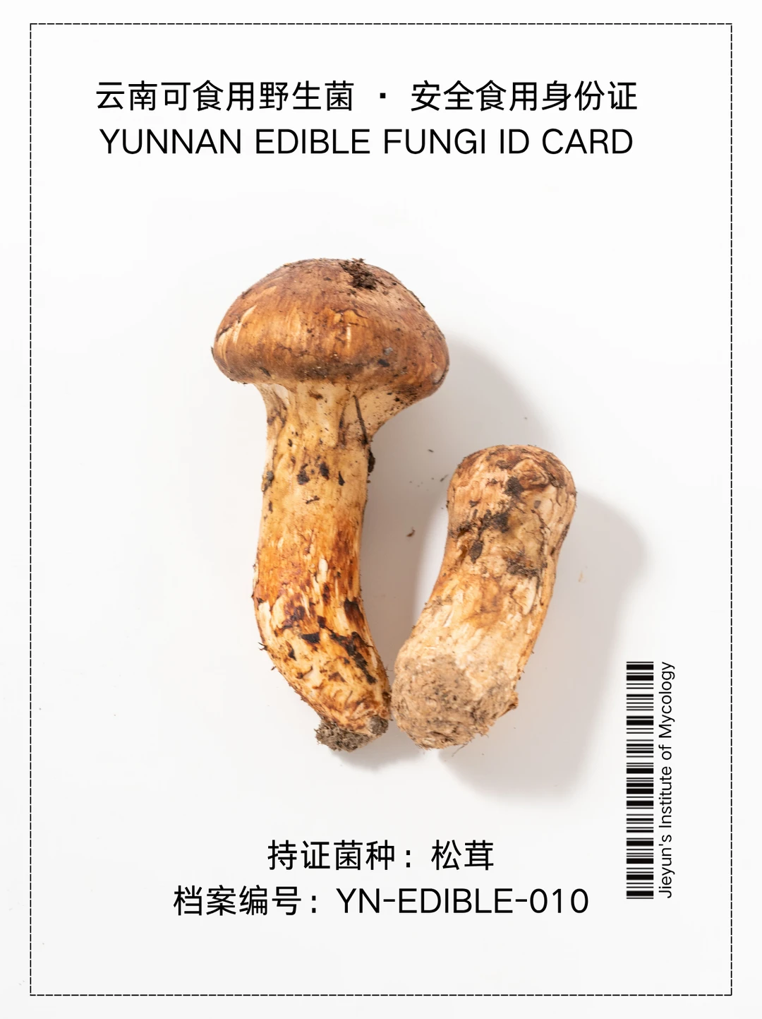 云南野生菌身份证NO.10｜松茸