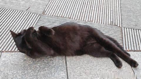 抓拍成功！！<br />是黑猫哒！<br />眼神有点凶，但是身体倒是...