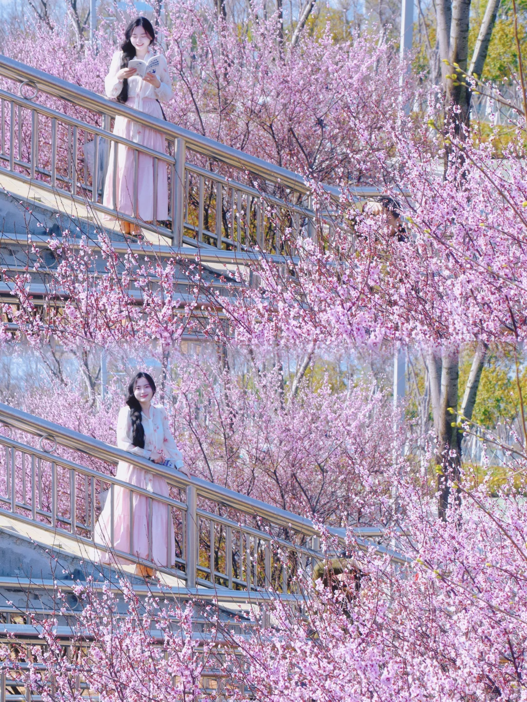 不用去武汉，南昌也有浪漫的樱花🌸