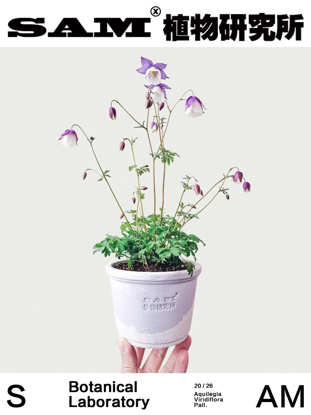 耧斗菜｜Aquilegia Viridiflora Pall.