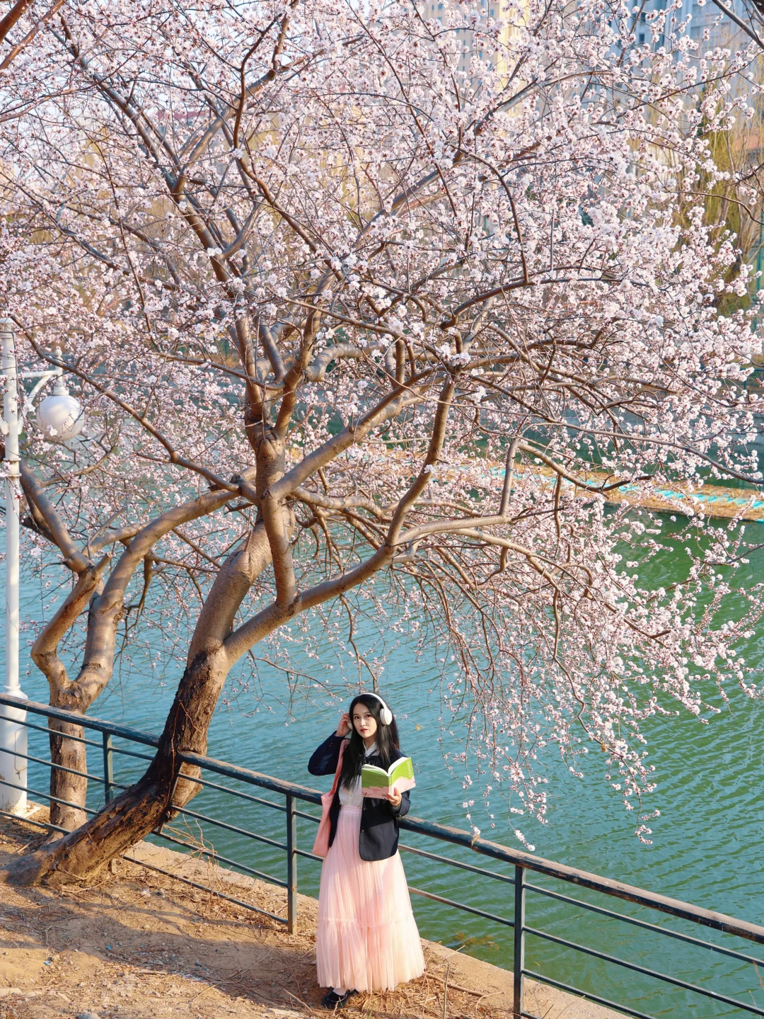 3.16实拍天津桃花神树开爆了‼️花多人少