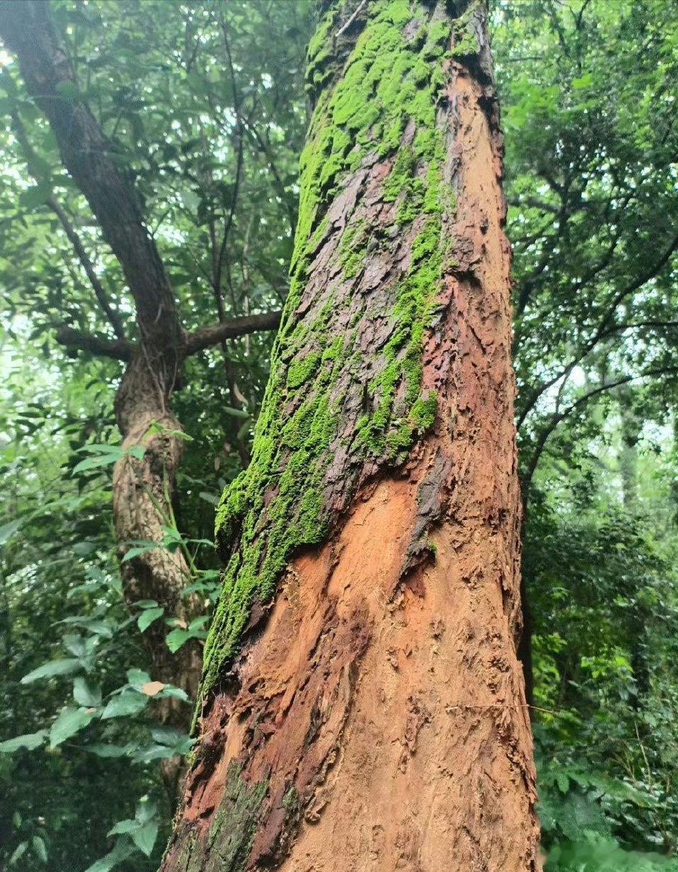 去广州越秀公园时，半路下起了小雨，朋友回去了，我却兴高采烈。微风细雨轻...
