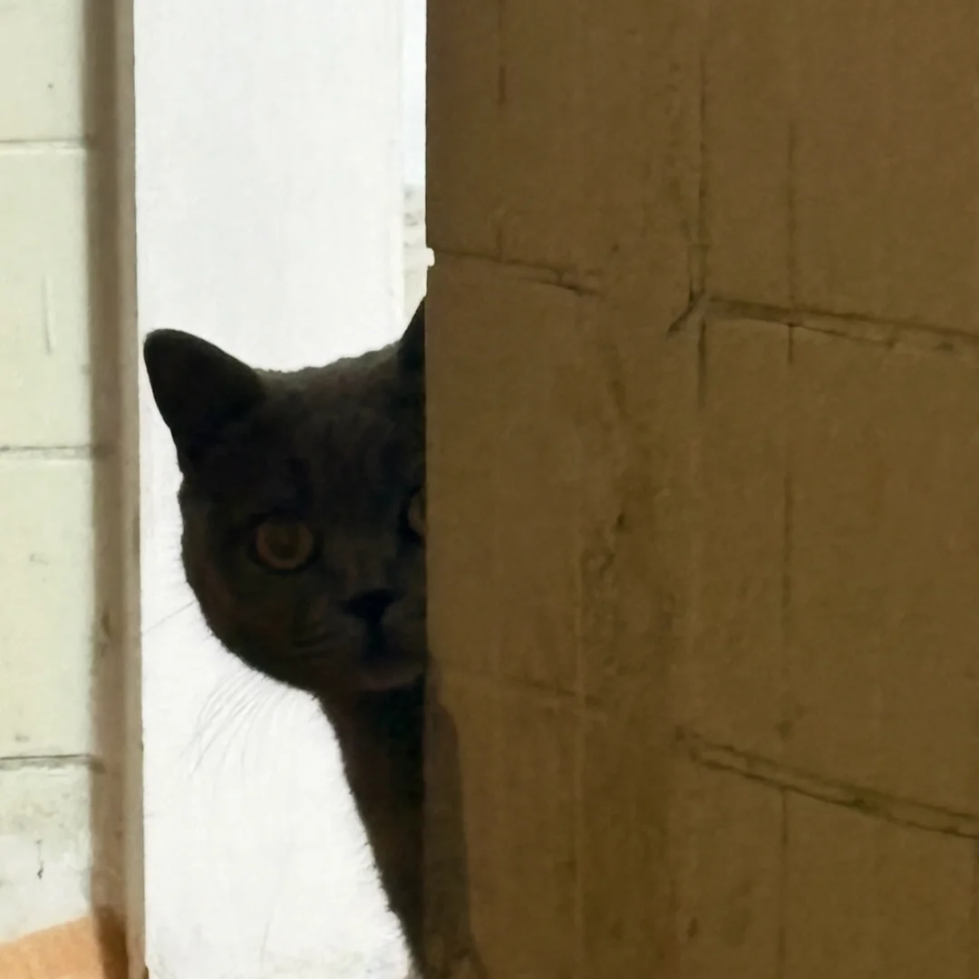 小猫永远都会偷偷摸摸看你在干什么