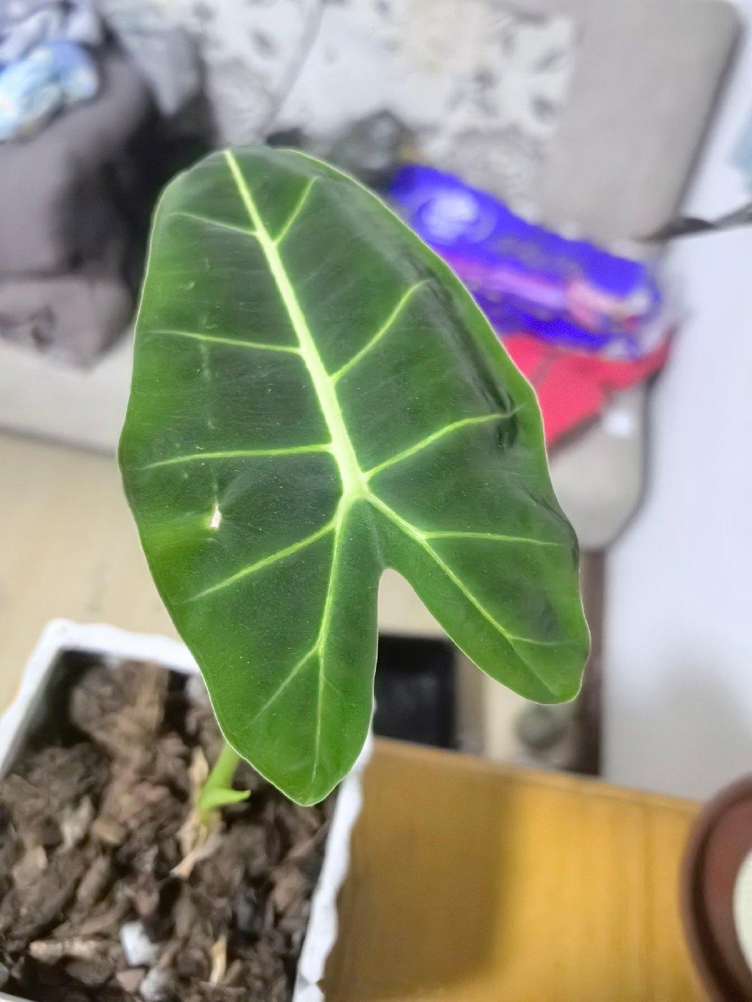 前两天买火车票，付款后出票失败，却没有立即退款，提示7日以内到账。话说铁总这么大国有企业，还能黑我这仨核桃俩枣？不至于，等等。[嘻嘻] ​