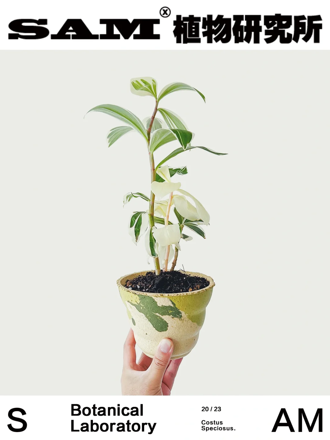 花叶闭鞘姜｜Costus Speciosus 'Marginatus'