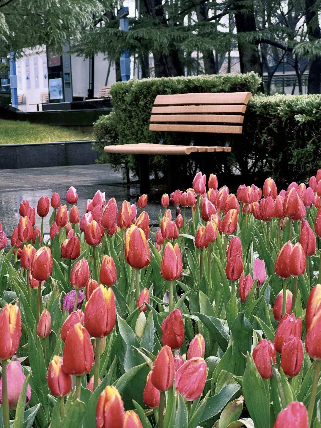 苏州春日来信🌷雨中郁金香live动图‼️