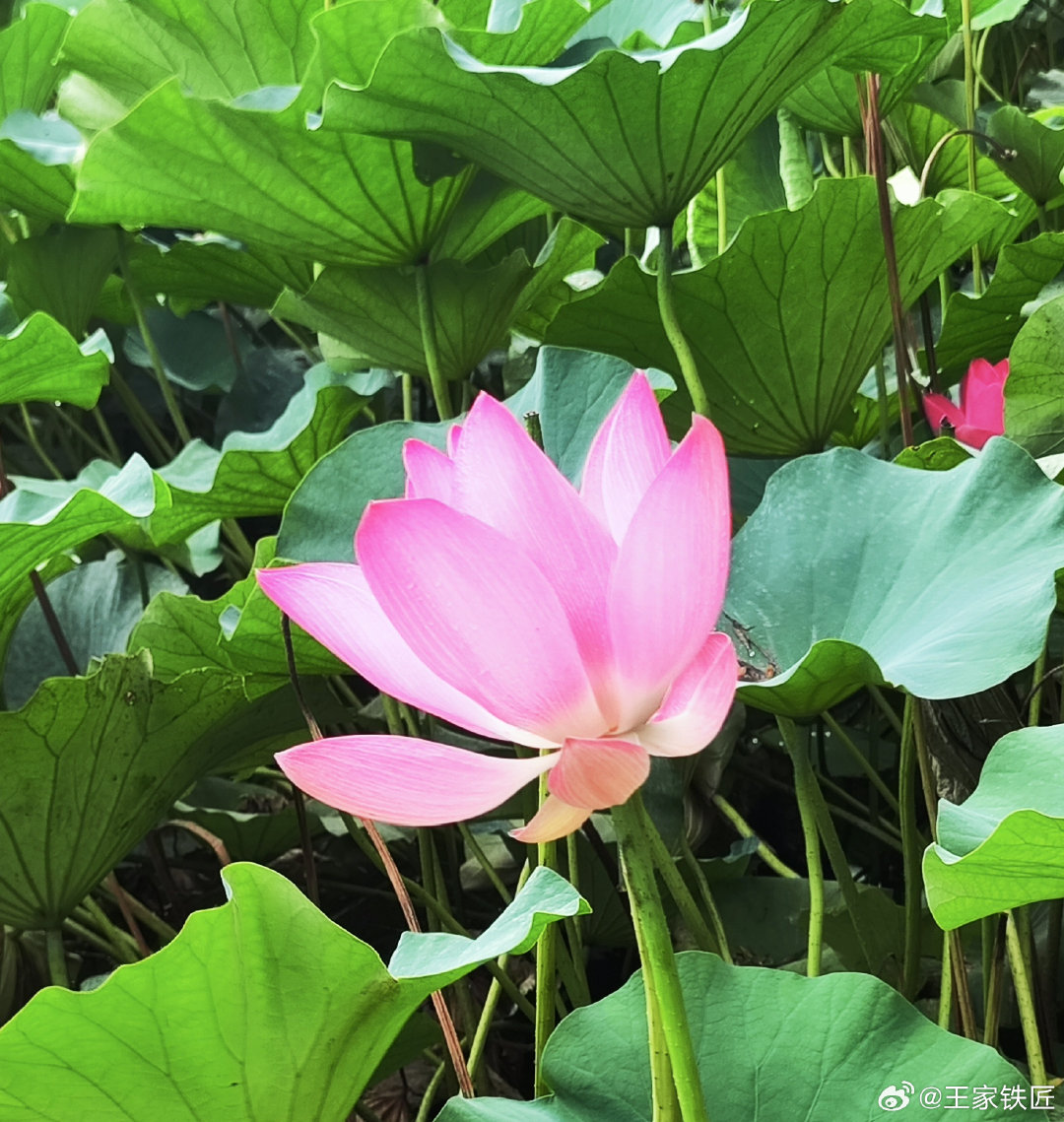 比如说你喜欢赵本山。 ​
