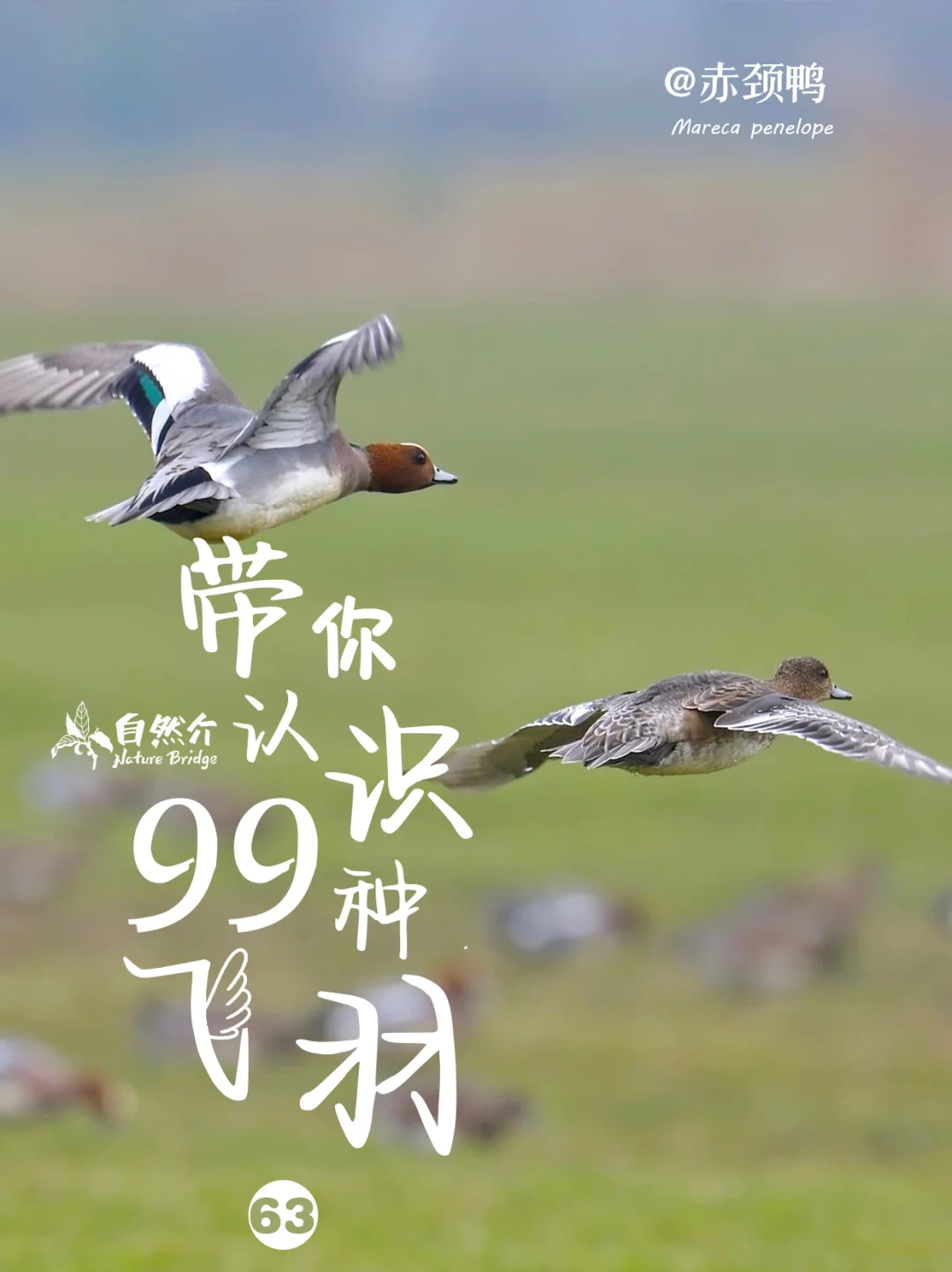 带你认识99种飞羽