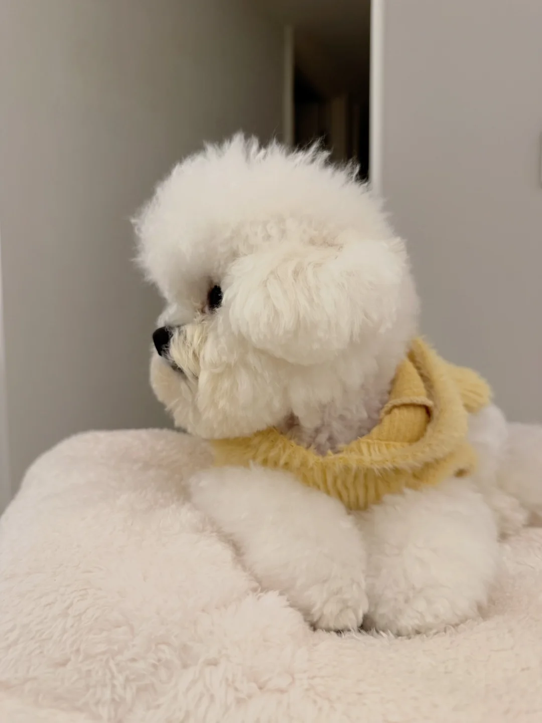 莆田韩系小比熊找女朋友