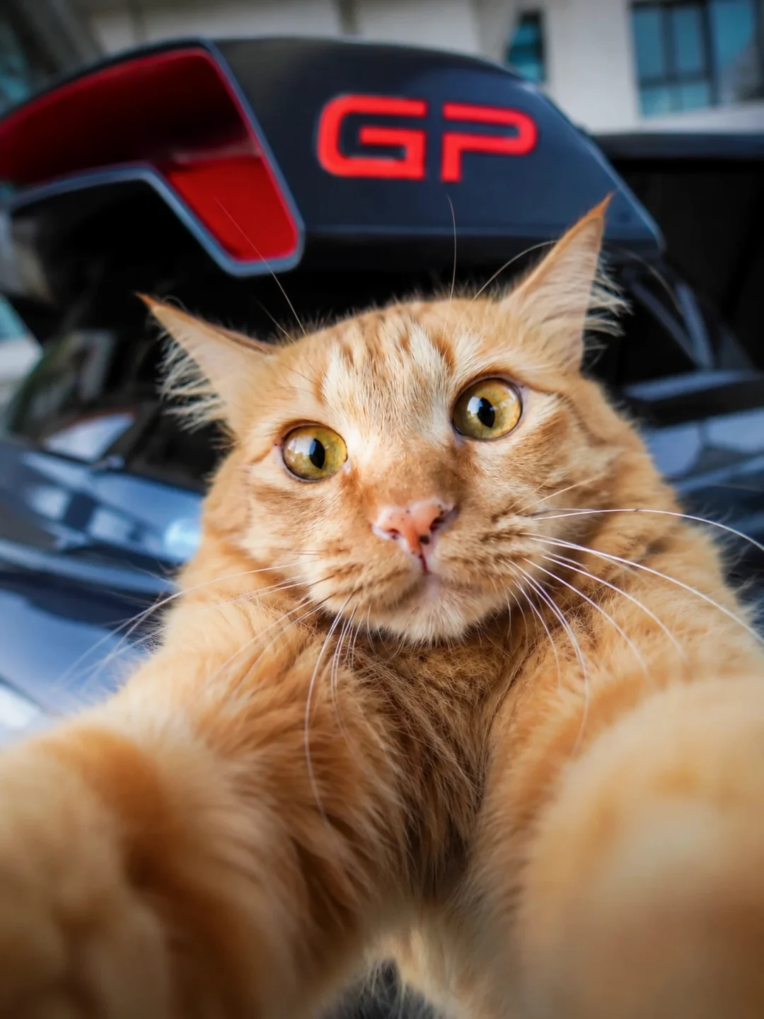 🐈喵～｜开MINI的人养猫多？还是养狗多？🐱🐶