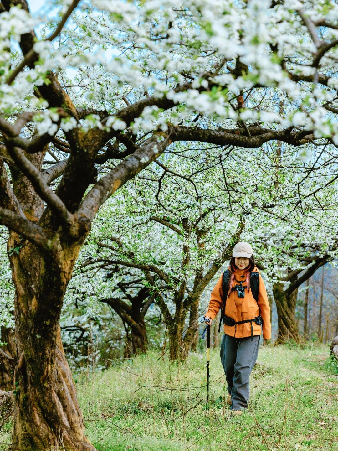 3.5日实拍，花已开，速来❗成都徒步赏花❗