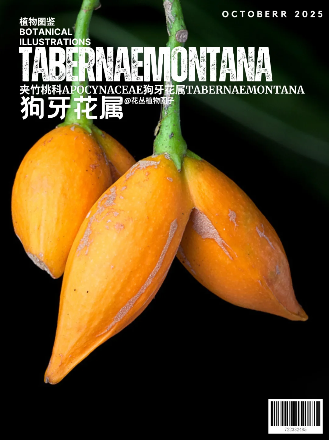 狗牙花属Tabernaemontana
