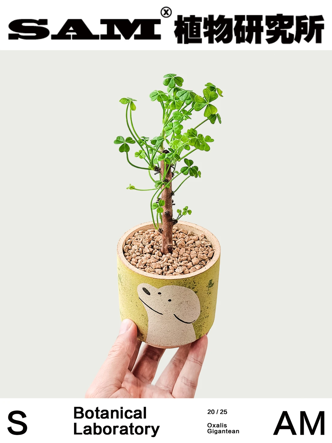 巨人酢浆草｜Oxalis Gigantea