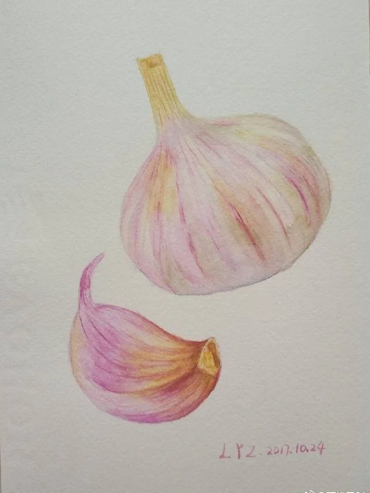 水彩，大蒜