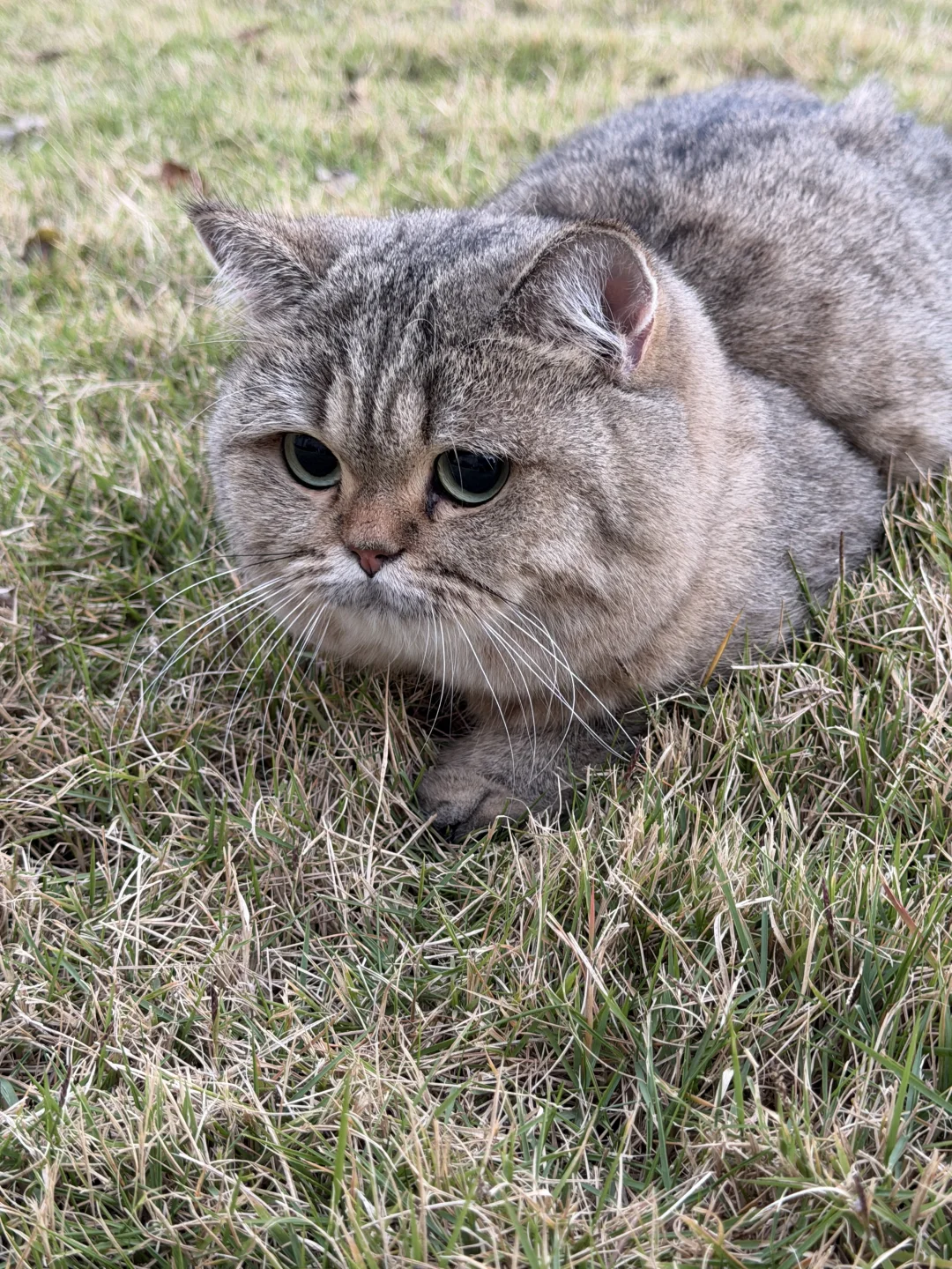 第一次踩在草地的咪