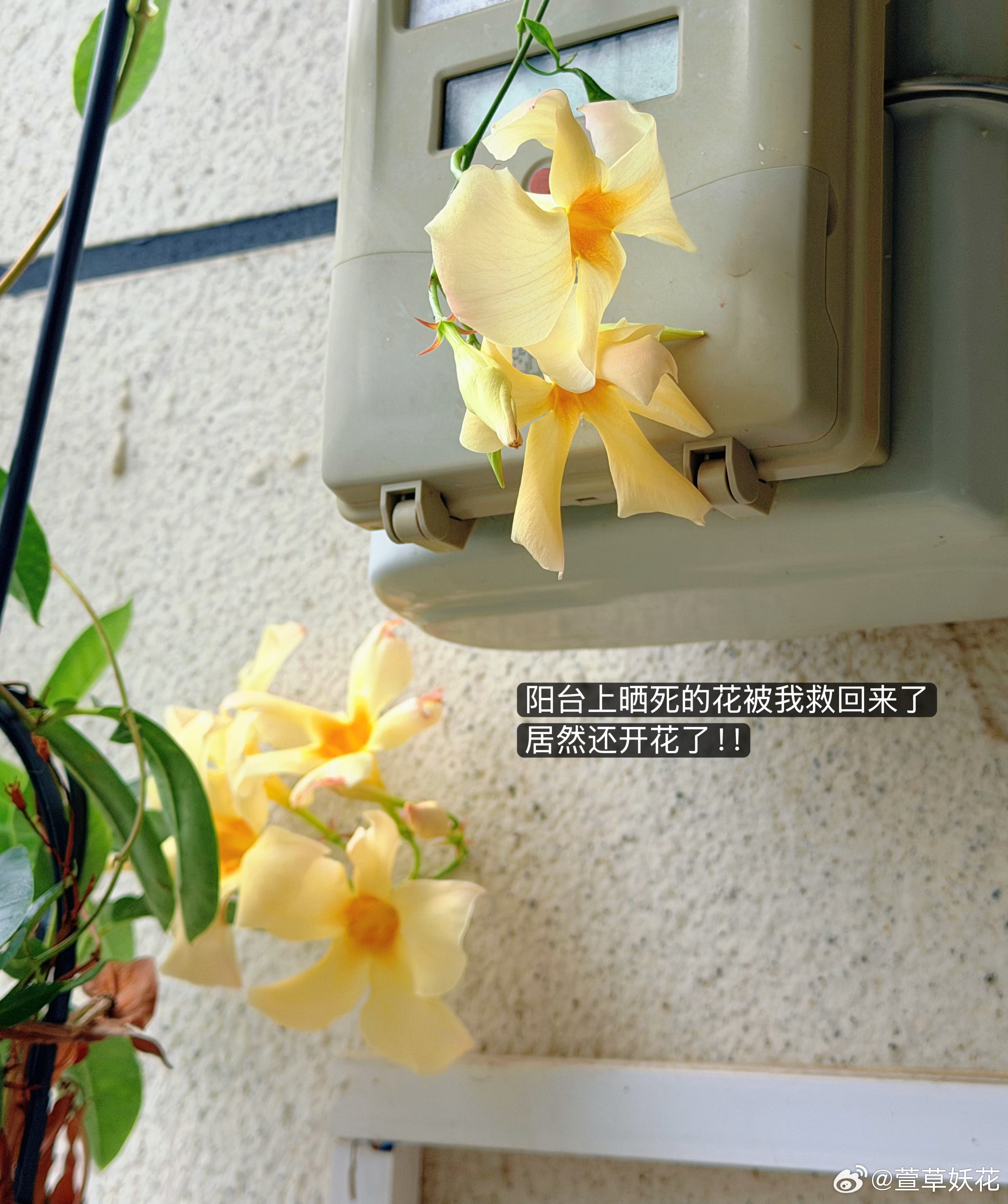 丑爹阴险狡诈、擅长算计拿捏人心我刚睡醒，他问我：“你可以帮忙给孩子交一个学费吗？”我说可以，点开发现 12345…界面不停跳转，我：“太复杂了，你交吧，我给你报销行不行？”他几乎一秒回答：“行！”那他一开始找我是为了啥，就是算准了我会一口答应，然后嫌麻烦不想弄，然后可能会花钱把这事儿搞定。被他赚到了我的钱。我的日常plog