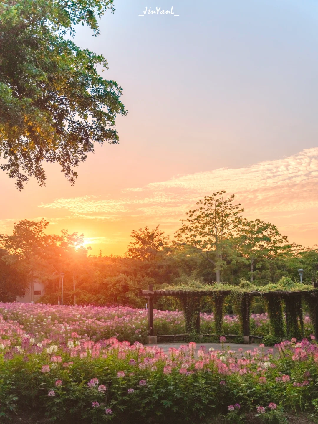 厦门园博苑zui梦幻一角‼️粉色醉蝶花海日落