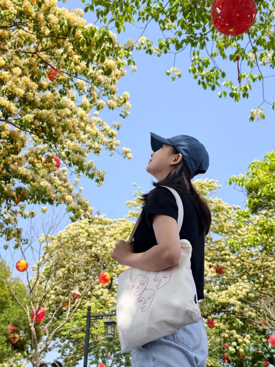 快去❗️惠州西湖的鱼木花开爆了❗️（4.1实况）