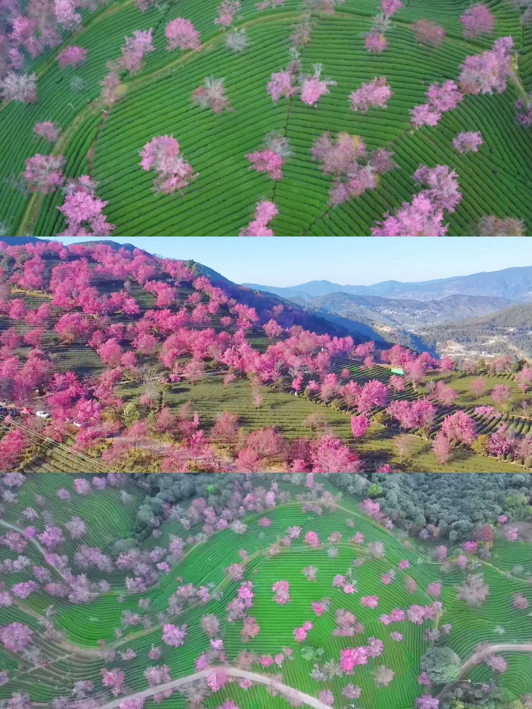 春天蕞早到来的地方🌸大理无量山樱花谷🌸