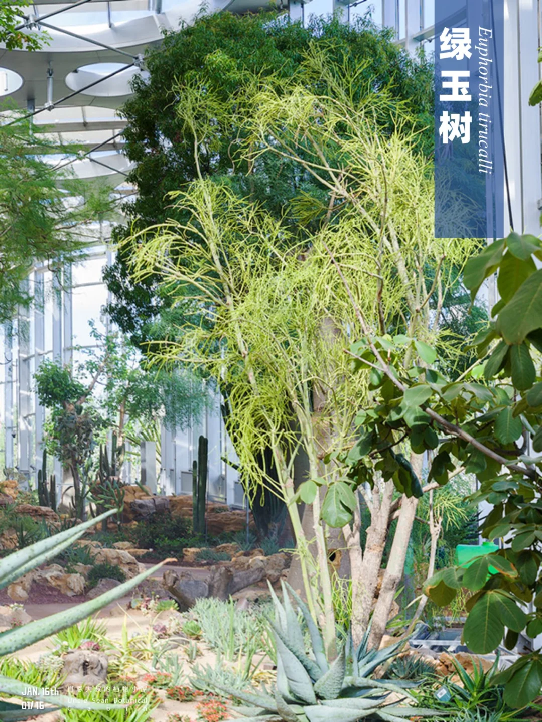 “光棍树”竟然有毒？小心你的眼睛 👀