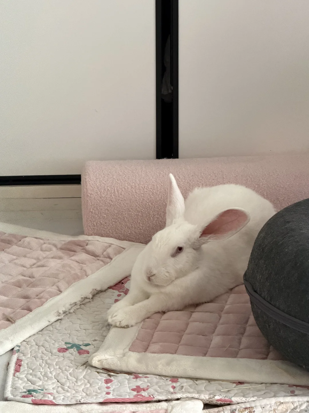 清早睁开眼就看到兔