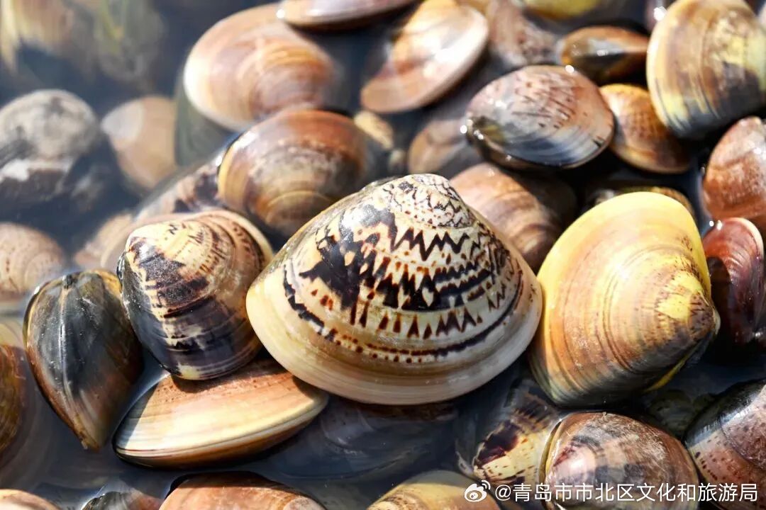 倒计时归零！青岛人等了4个月的“海鲜自由”，今天终于来了！9月1日12时，黄渤海区伏季休渔期正式结束。数千艘渔船拔锚起航，带着满舱的梭子蟹、皮皮虾、八带、海螺……从深海全速返航。
青岛人的秋日鲜味狂欢，正式拉开序幕！想第一时间尝到“从船头到灶头”的极致鲜甜？
别急，这份市北区“逛吃地图 ​