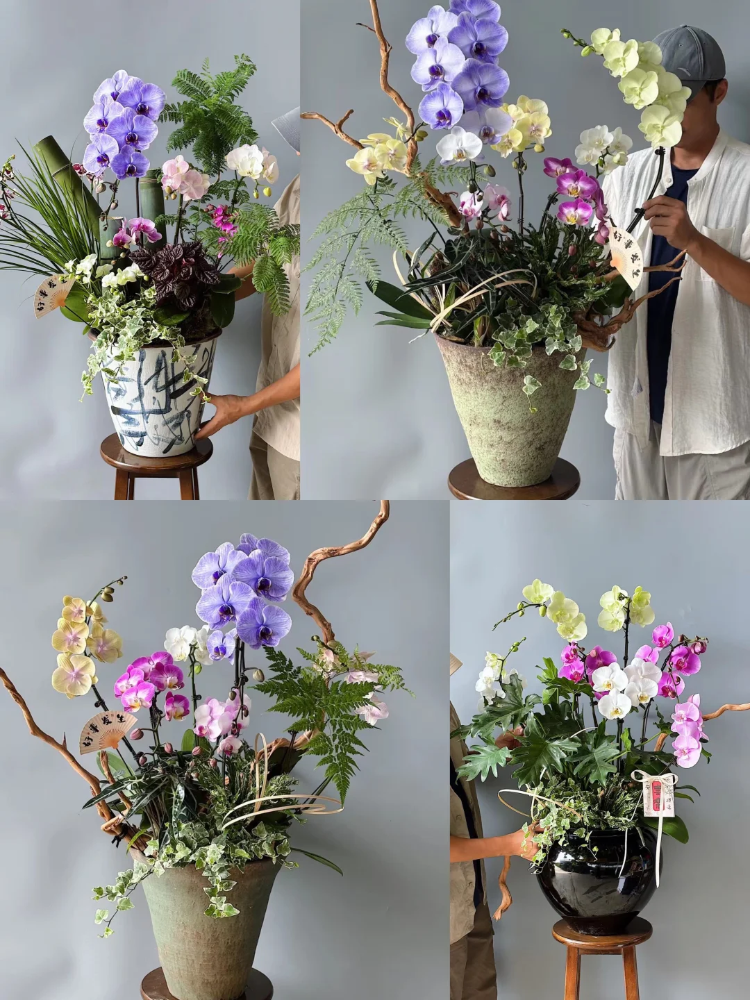 蝴蝶兰教学作品分享