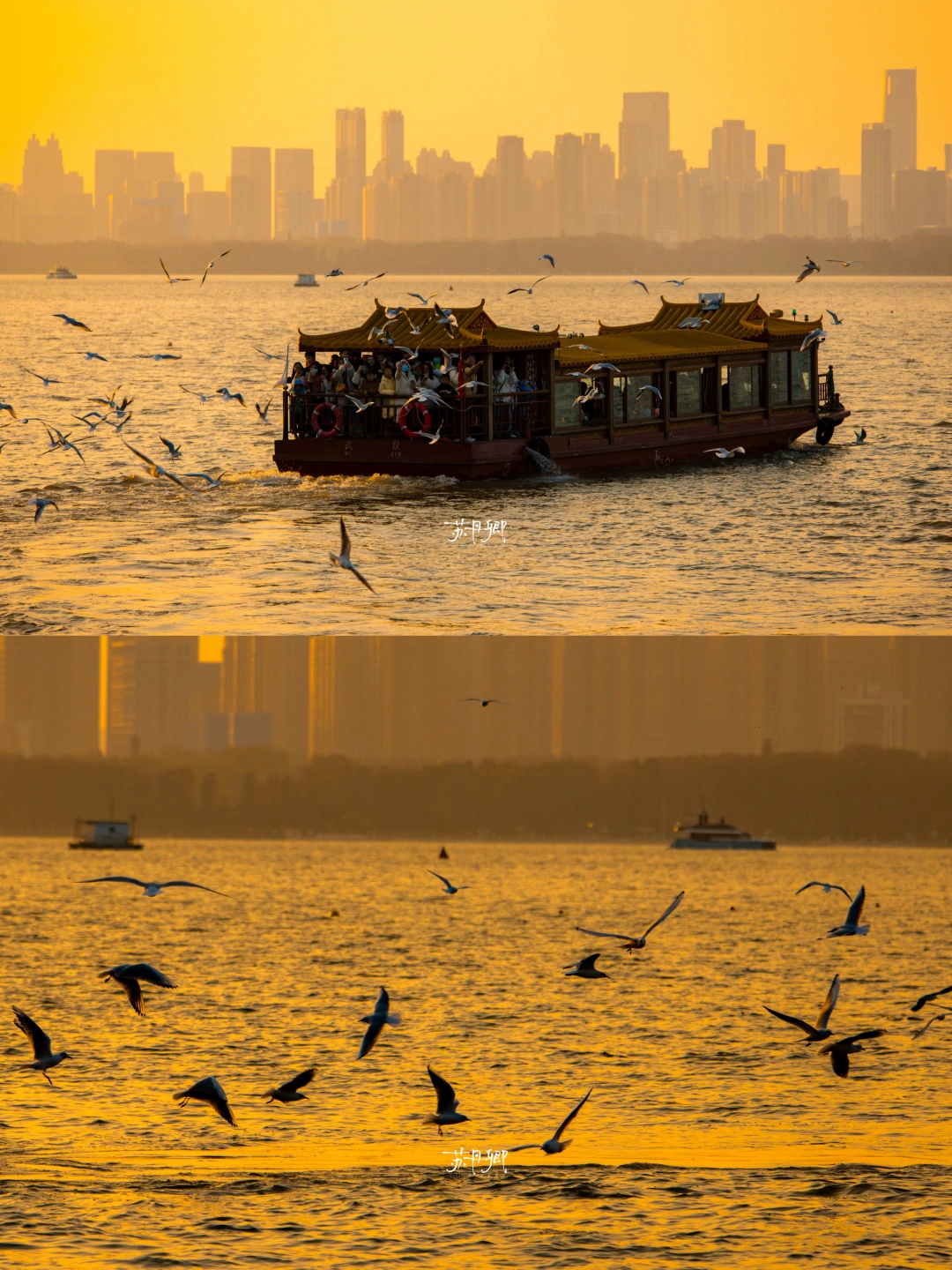 东湖海鸥杀疯了｜武汉落日限定｜西伯利亚顶流