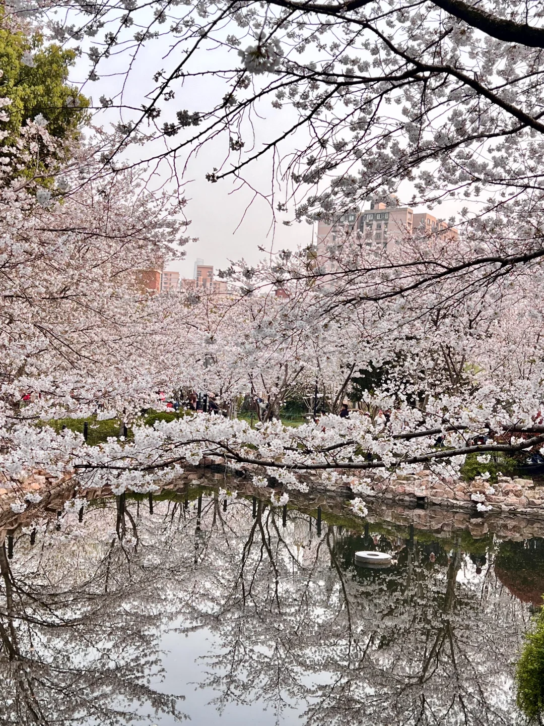 4.1实况live！鲁迅公园的樱花一些攻略🌸