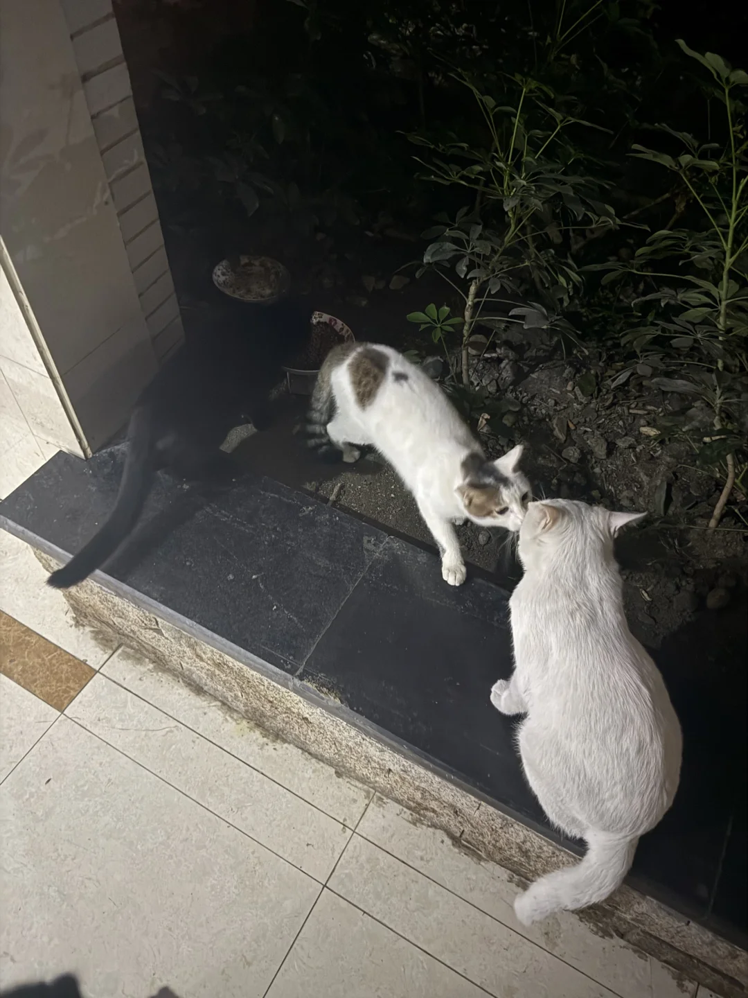 小野猫开年会了～要年终总结啦